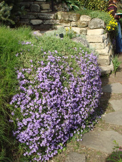 Aubrieta deltoidea